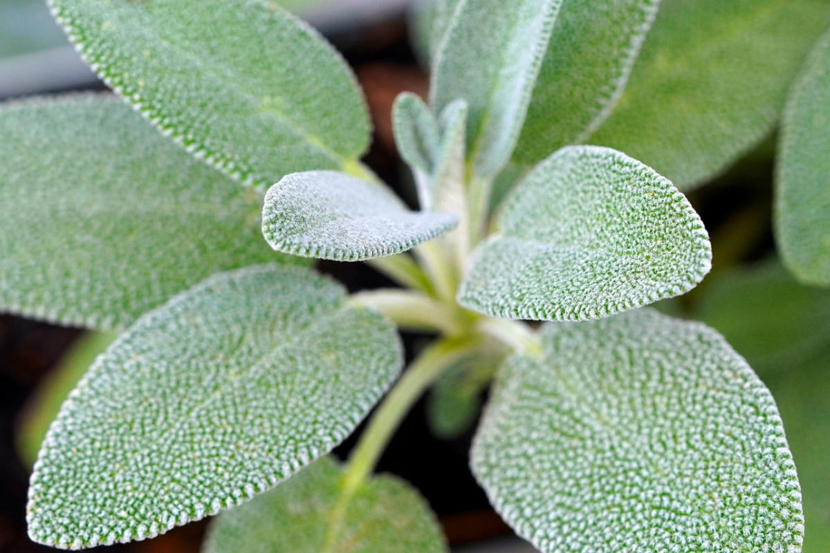 7 Tanaman Herbal yang Dapat Meningkatkan Daya Ingat Otak