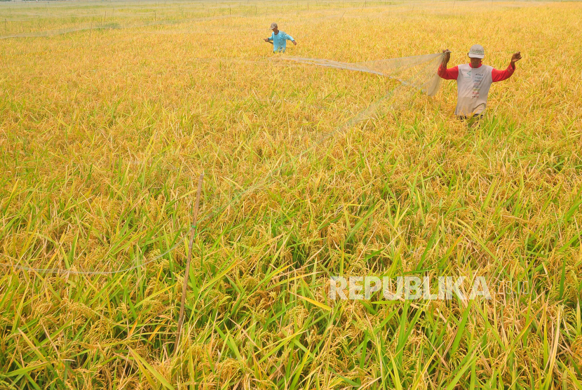 Ditargetkan Produksi 11 Juta Ton Padi, Jateng Targetkan Tanam 250 Ribu Hektare Padi