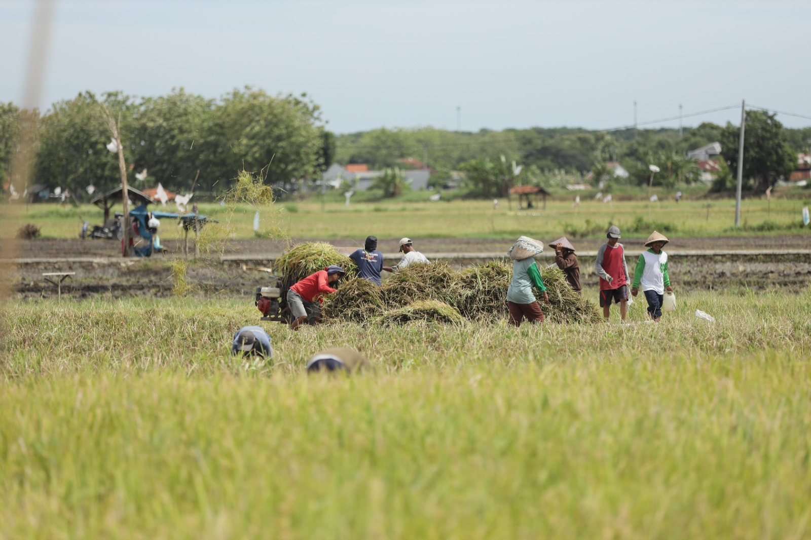 Dorong Produktivitas Lahan Lewat Ekosistem Pertanian Terintegrasi