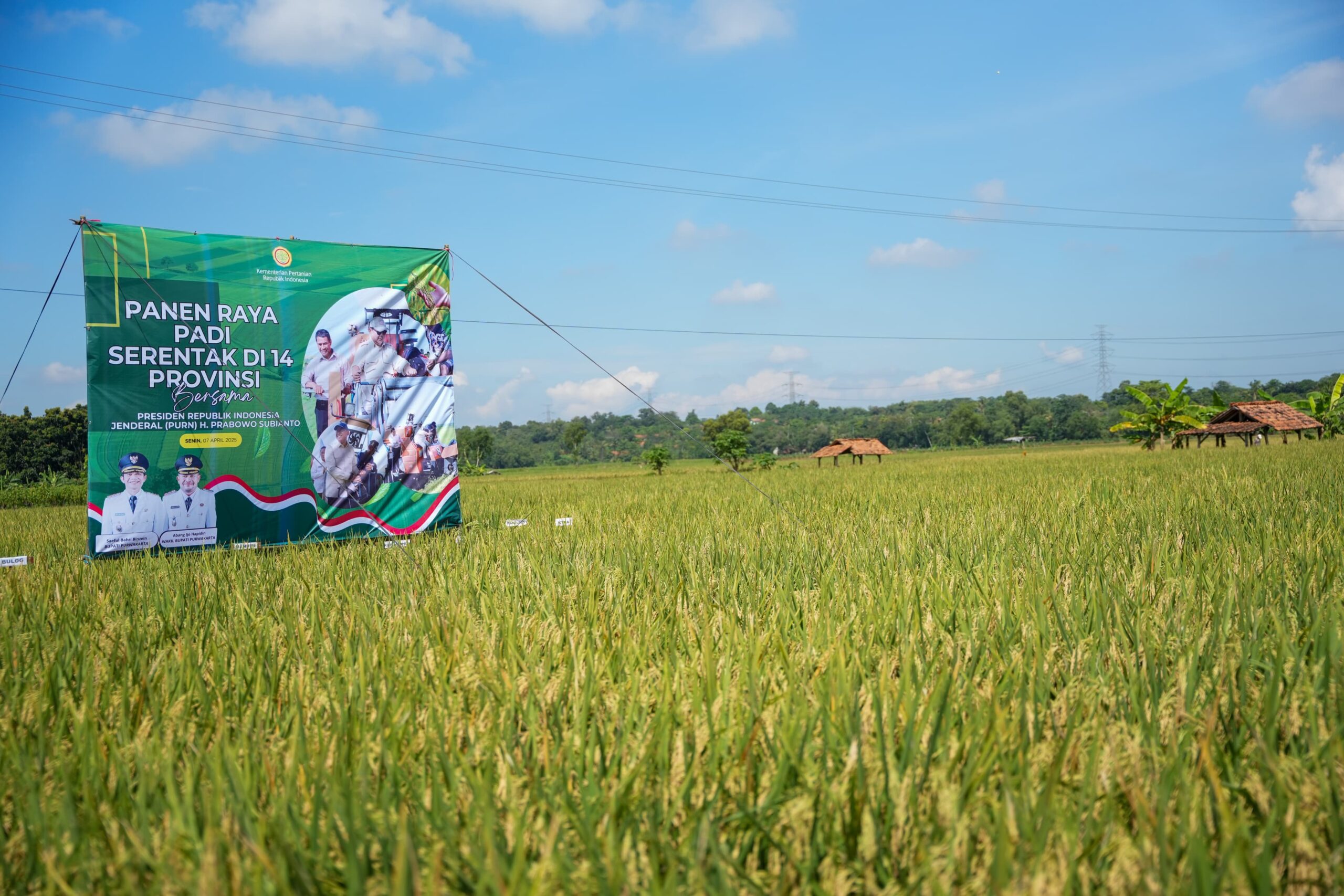 Hasil Panen di Kabupaten Purwakarta Mengalami Tren Positif