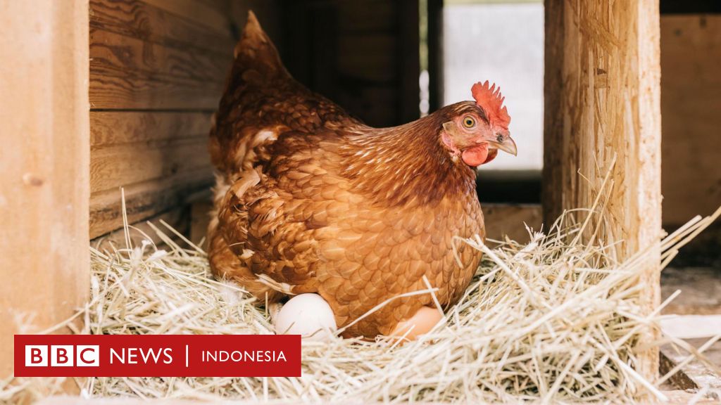 Lingkungan: ‘Satu keluarga, satu ayam betina’ – Kota-kota di Eropa bagi-bagi ayam gratis ke warga untuk perangi limbah makanan
