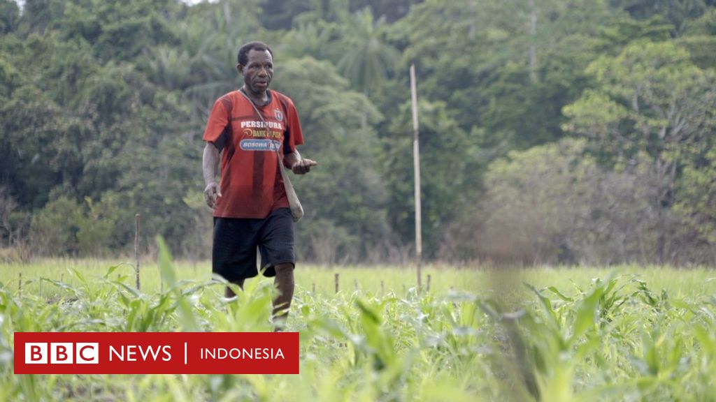 Papua: Polisi gelar proyek tanam jagung 1,7 juta hektare – ‘Jagung yang ditanam di Jayapura menguning, petani tak kunjung dapat cangkul’