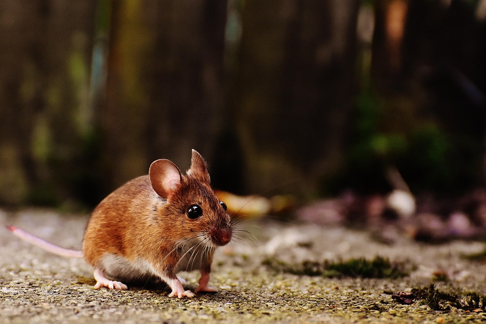Mouse Gaming Ergonomis: Pilihan Tepat untuk Kenyamanan Bermain