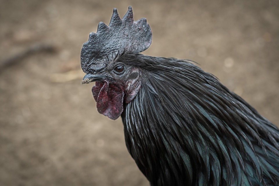 Resep Olahan Ayam Sederhana yang Lezat dan Mudah dibuat