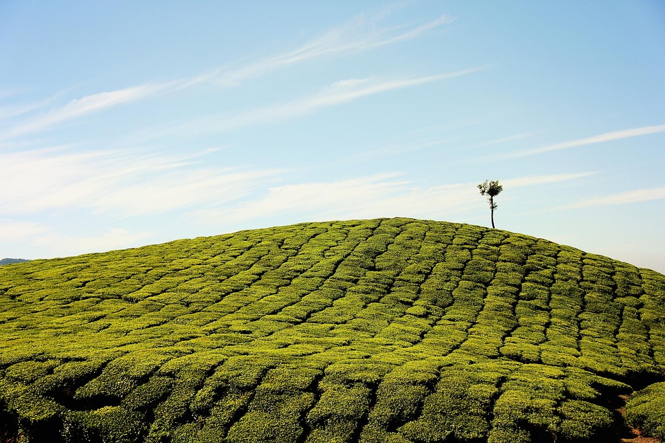 Strategi Cerdas dalam Investasi Perkebunan di Indonesia