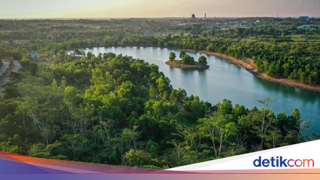 Hari Hutan Hujan Sedunia 22 Juni: Sejarah dan Cara Merayakannya